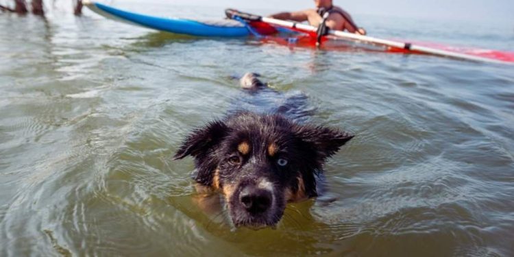‘Terrified’ Dog Rescued Nearly Three Miles Out to Sea After Wave Sweeps Him Away
