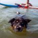 ‘Terrified’ Dog Rescued Nearly Three Miles Out to Sea After Wave Sweeps Him Away