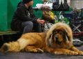 Large Shelter Dogs Get New Push To Beat Long Waits for Adoption