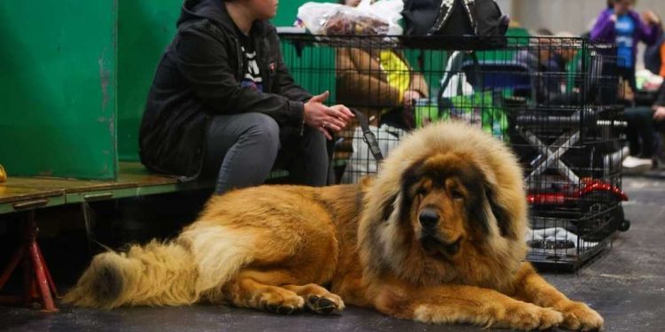 Large Shelter Dogs Get New Push To Beat Long Waits for Adoption