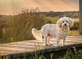 Senior Dog Finds a ‘Forever Spot’ in Family Home After Mom’s Sweet Gesture