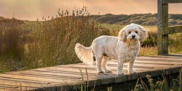 Senior Dog Finds a ‘Forever Spot’ in Family Home After Mom’s Sweet Gesture