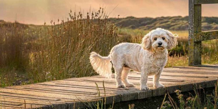 Senior Dog Finds a ‘Forever Spot’ in Family Home After Mom’s Sweet Gesture
