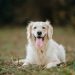 Golden Retriever’s Scent Training Helps Rescue Injured Dog — Report
