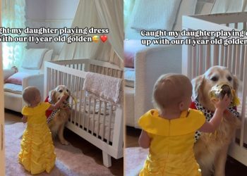 Senior Dog Lets Little Girl Dress Him up & Couldn’t Be Sweeter About It