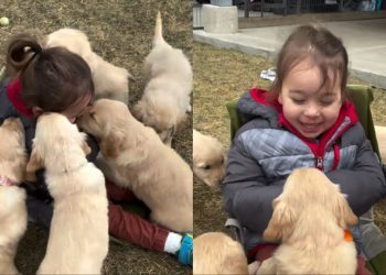 Golden Retriever Puppies Leave Little Girl Screaming With More Joy Than She Can Handle