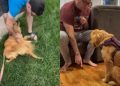 Golden Retriever Surrendered for Being ‘Too Much’ Finds a Rightful Home