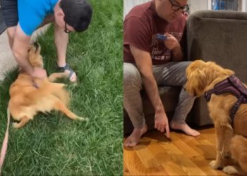Golden Retriever Surrendered for Being ‘Too Much’ Finds a Rightful Home