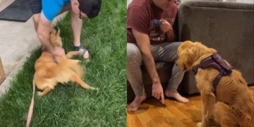 Golden Retriever Surrendered for Being ‘Too Much’ Finds a Rightful Home