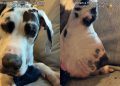 Great Dane’s Interaction With Ladybug Is Gentle Yet Filled With Curiosity
