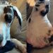 Great Dane’s Interaction With Ladybug Is Gentle Yet Filled With Curiosity