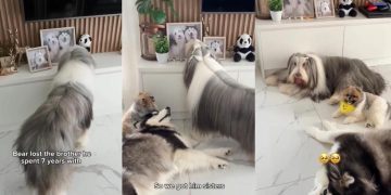 Dog Finds Comfort in Little Furry Sisters After Brother’s Loss