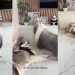 Dog Finds Comfort in Little Furry Sisters After Brother’s Loss