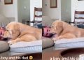 Golden Retriever Turns Into a Total Baby in Dad’s Embrace, Sharing Cuddles & Kisses