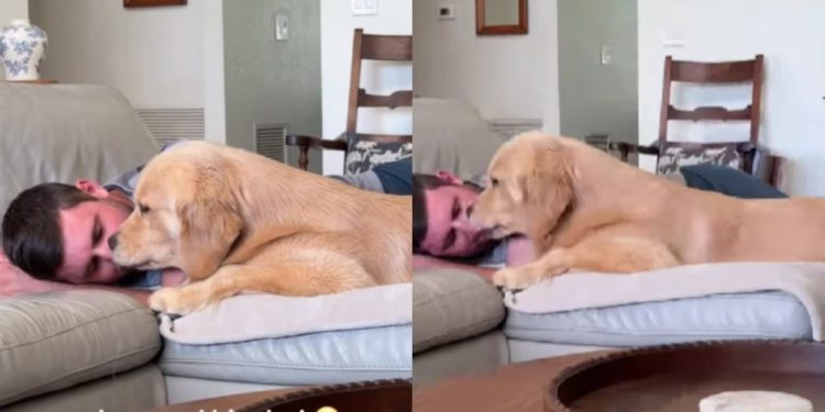 Golden Retriever Turns Into a Total Baby in Dad’s Embrace, Sharing Cuddles & Kisses