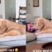 Golden Retriever Turns Into a Total Baby in Dad’s Embrace, Sharing Cuddles & Kisses