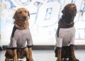Meet NHL’s Stanley Pup 2026 Participants as Competition Nears Premiere