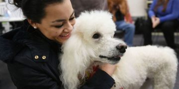 Poodle Part of Expanding Animal-Assisted Therapy Service