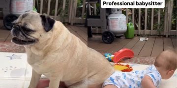 Pug Takes Babysitting Duties Far Too Literally