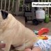 Pug Takes Babysitting Duties Far Too Literally