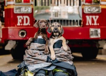 Dogs Rescued From Tennessee House Fire, Check in on Firefighters During Breaks