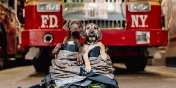Dogs Rescued From Tennessee House Fire, Check in on Firefighters During Breaks
