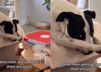 Rescue Dog Gets Overly Dramatic When Owners Won’t Share a Pizza
