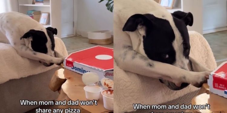 Rescue Dog Gets Overly Dramatic When Owners Won’t Share a Pizza