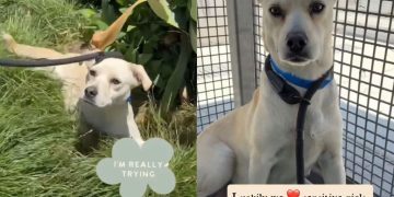Rescue Dog Overwhelmed at Shelter Now Feels More Alive Than Ever With a Little Love