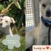 Rescue Dog Overwhelmed at Shelter Now Feels More Alive Than Ever With a Little Love