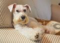 Rescue Dog Displays Her Strong Eyelash Game After Dramatic Makeover