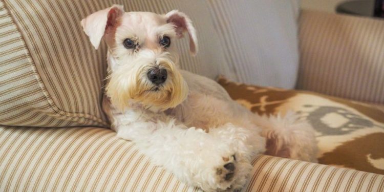 Rescue Dog Displays Her Strong Eyelash Game After Dramatic Makeover