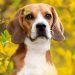 Beagles Arrive at Dog Rescue After Ridglan Farms Research Facility Shuts Down — Report