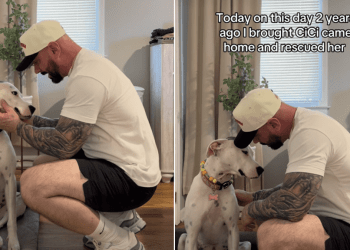 Owner Has Special Message for Rescue Dog on Adoption Anniversary
