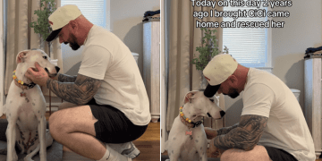 Owner Has Special Message for Rescue Dog on Adoption Anniversary