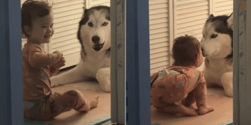 Big Dog Showers Little Girl With Kisses & So Much Love When She Leans Close