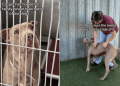 Shelter Dog Seen as ‘Scary’ Quietly Stands in Kennel, Hoping Someone Chooses Him