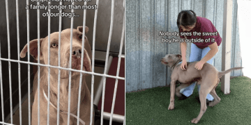 Shelter Dog Seen as ‘Scary’ Quietly Stands in Kennel, Hoping Someone Chooses Him