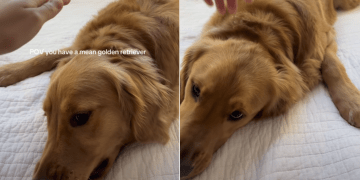 Video Shows ‘Mean’ Golden Retrievers Are Real