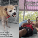 Rescue Dog Who ‘Never Knew Kindness’ Is Now All About Love