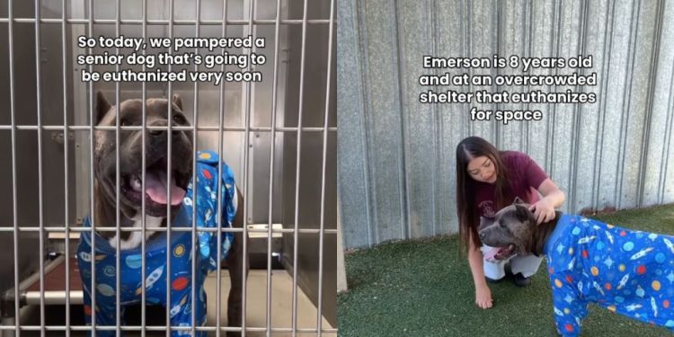 Senior Shelter Dog With Scars All Over His Body Waits To Be Chosen