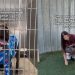 Senior Shelter Dog With Scars All Over His Body Waits To Be Chosen