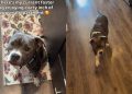 Shelter Dog Realizes Even a ‘Small’ Foster Home Can Be Big Enough & Full of Love
