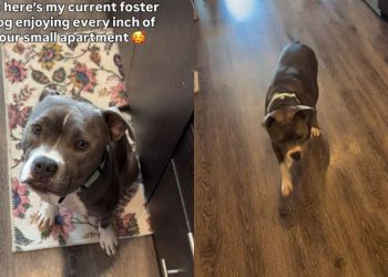 Shelter Dog Realizes Even a ‘Small’ Foster Home Can Be Big Enough & Full of Love