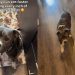 Shelter Dog Realizes Even a ‘Small’ Foster Home Can Be Big Enough & Full of Love