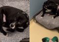 Shelter Dog Once ‘Terrified’ of Kennel to Even Move Can’t Wait To Leave It Behind Now