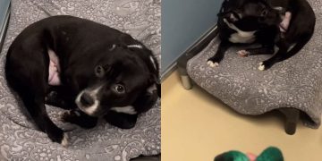 Shelter Dog Once ‘Terrified’ of Kennel to Even Move Can’t Wait To Leave It Behind Now