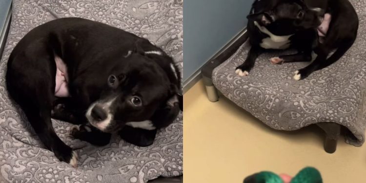 Shelter Dog Once ‘Terrified’ of Kennel to Even Move Can’t Wait To Leave It Behind Now