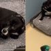 Shelter Dog Once ‘Terrified’ of Kennel to Even Move Can’t Wait To Leave It Behind Now
