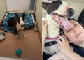 Shelter Dog’s Fun Day Out Gets the Best Possible Ending Ever